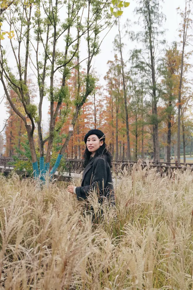 Chengdu Surrounding Tour|The metasequoia trees in Xinglong Lake have turned red, if you don't go now, the leaves will fall off