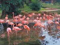 紅樹灣濕地公園｜海口火烈鳥天堂