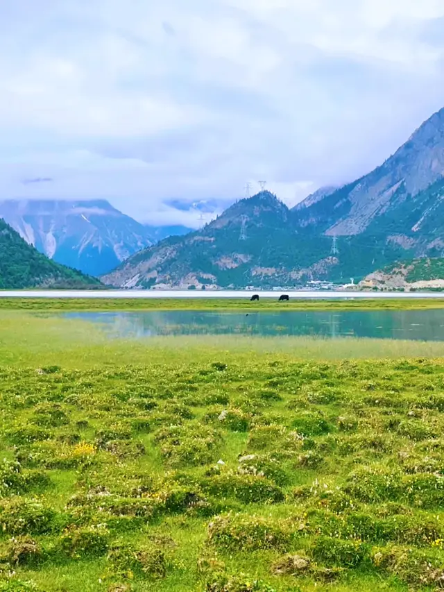 Beautiful scenery by the lake, sitting and forgetting the snow mountain: Morning view of the pasture by the Ranwu Lake