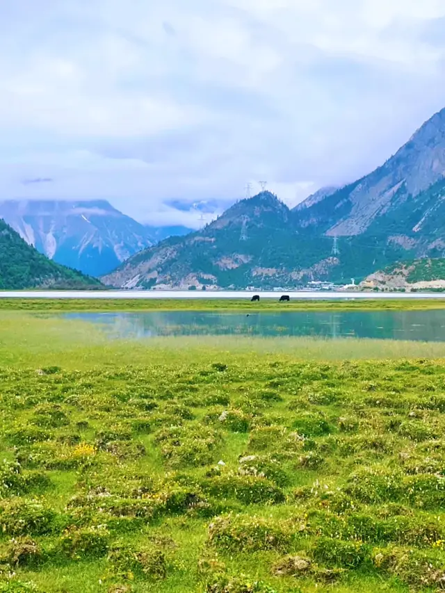 湖辺の素晴らしい景色、雪山を忘れて座っています：然乌湖畔の牧場の朝景