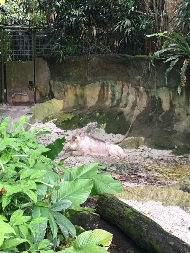 新加坡-新加坡動物園