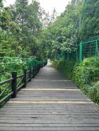 蘇州樹山生態村|梨花一支春帶雨