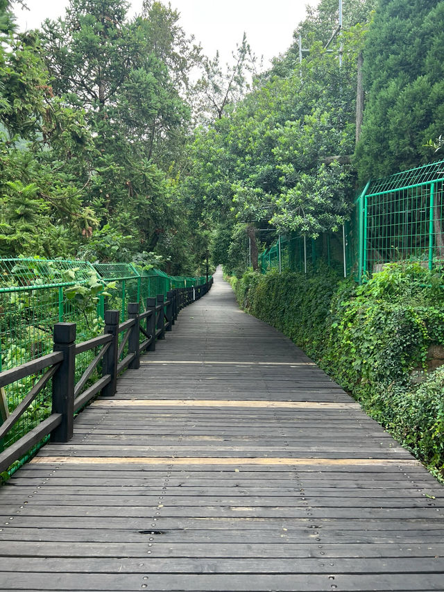 蘇州樹山生態村｜梨花一支春帶雨