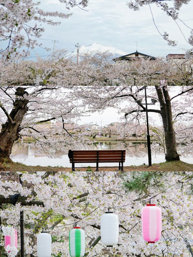 【附攻略】日本最美的櫻花路線，在這裡！
