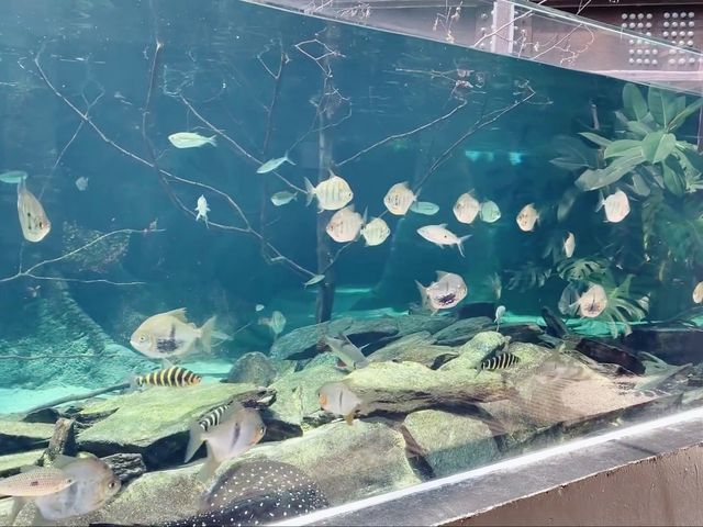 陽光海岸水族館 | 開啟奇妙的海底之旅