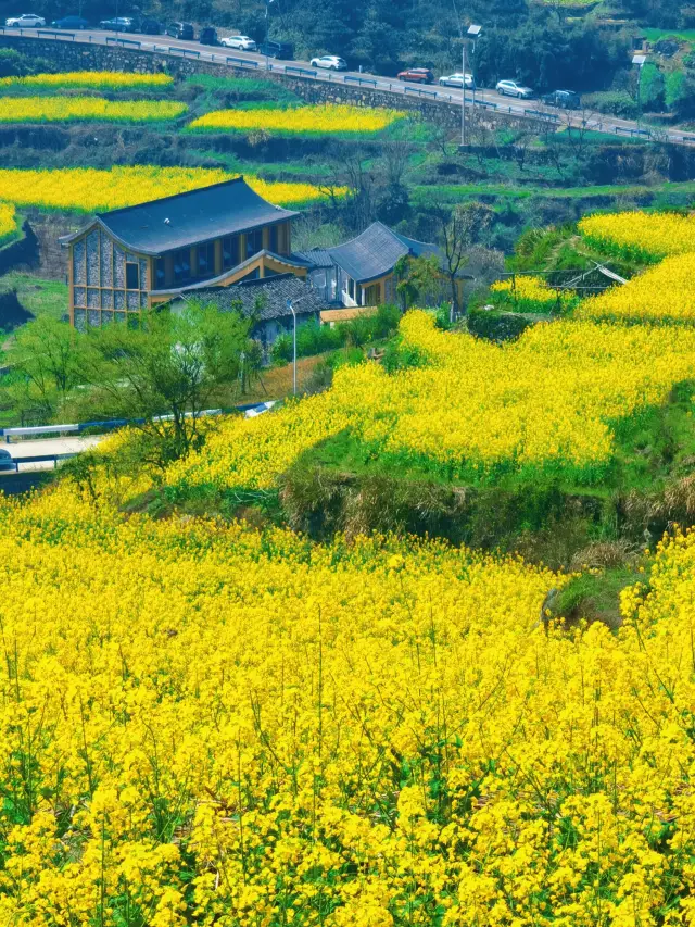 Spring rapeseed flower terraced fields tours around Jiangsu, Zhejiang, and Shanghai!