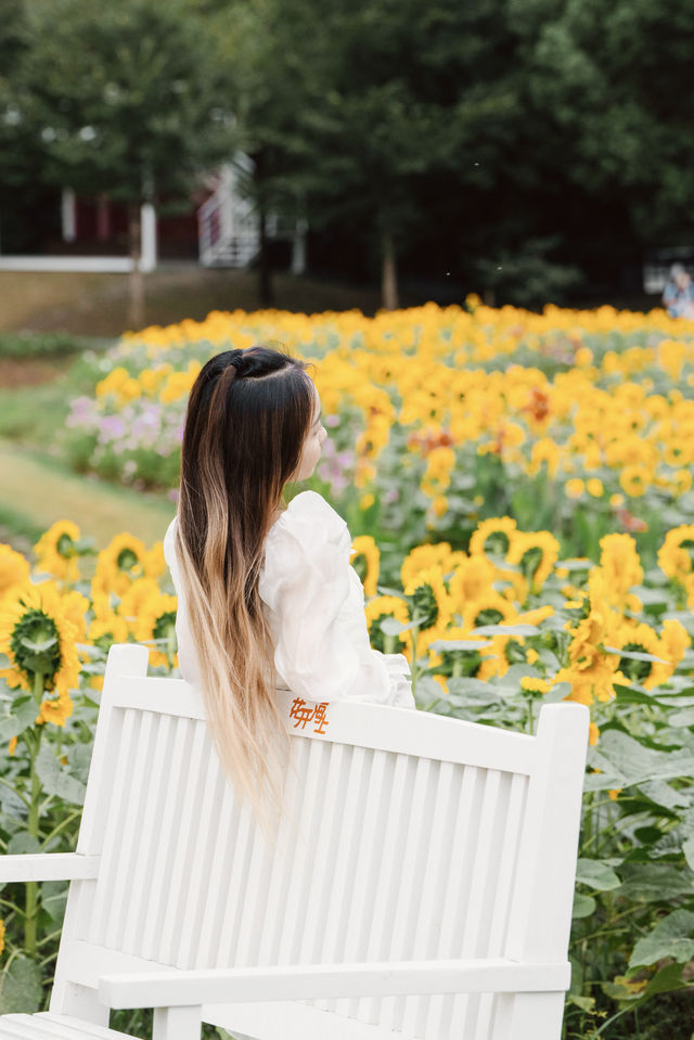 🌻The sunflower's final blooming period❗️Miss it and wait a year❗️