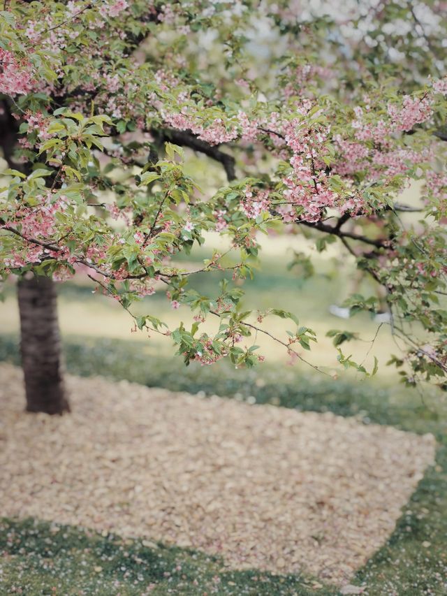 辰山植物園河津櫻|早春的限定色一定是粉色！