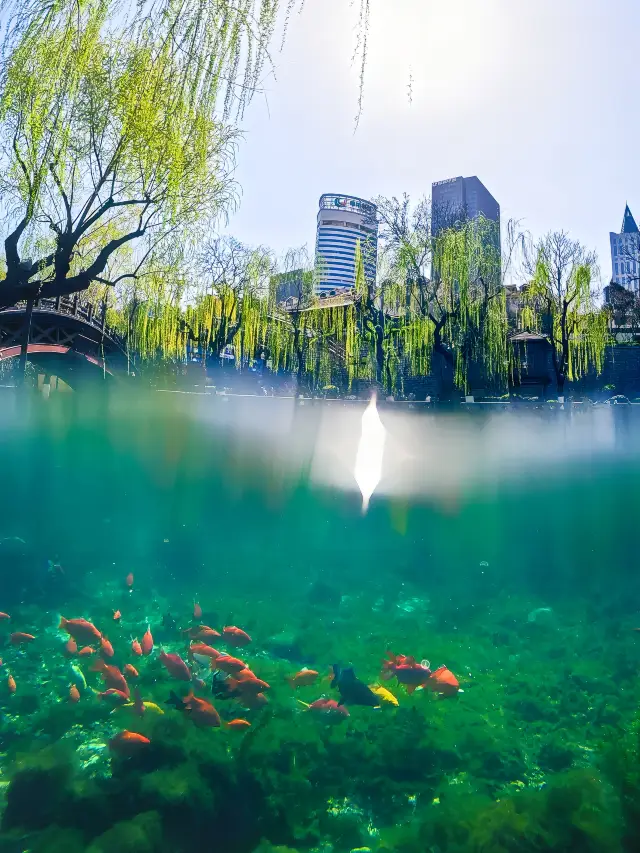 Jinan Strolling with Kids | The spring in the old city area of Quancheng is indeed super beautiful