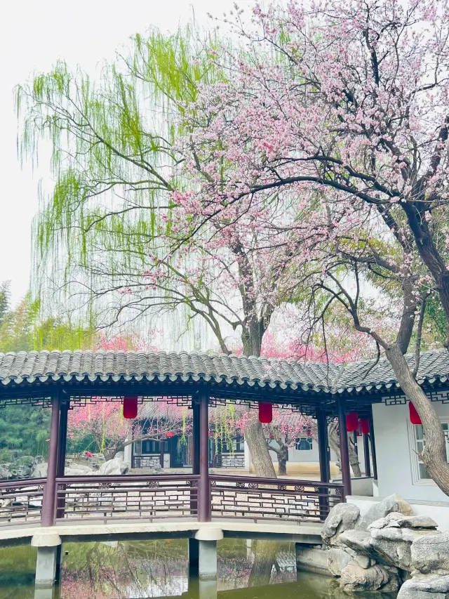 The apricot blossoms in the Jiangnan-style Zizhuyuan (Purple Bamboo Garden) in Beijing are blooming as if they were in Suzhou