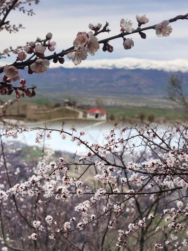 四月的杏花溝整個新疆的花都在這裡了