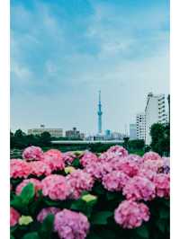 東京免費最美紫陽花觀賞地原來在這裡！