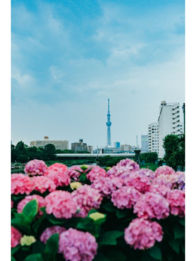 東京免費最美紫陽花觀賞地原來在這裡！