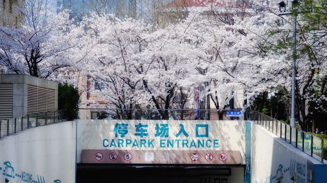 一夜櫻花千樹開，魔都南豐城櫻花賞