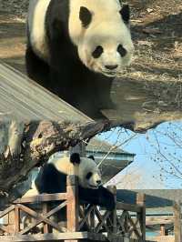 臨沂動植物園：親子時光，與長頸鹿的親密接觸