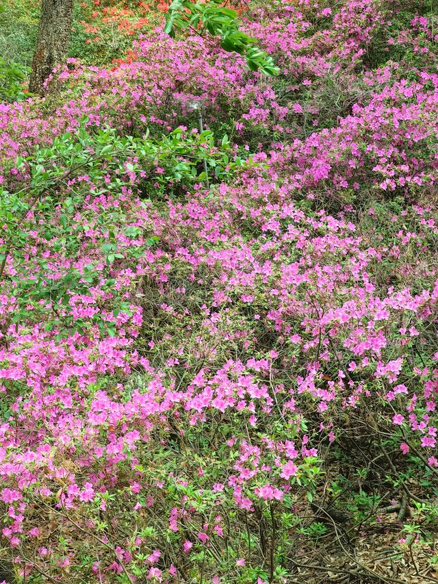 昆明杜鵑花節在黑龍潭公園開幕啦