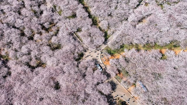 探訪地球上最大最美的櫻花園