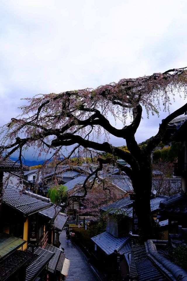 京都旅行必打卡！入住東山，步行直達網紅景點，清晨私享靜謐之美