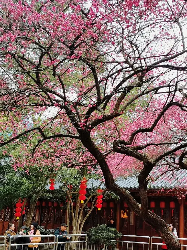 To not miss the century-old red plum blossoms, I got up at 5:30 in the morning