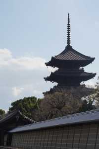 京都東寺也是賞櫻名所之一