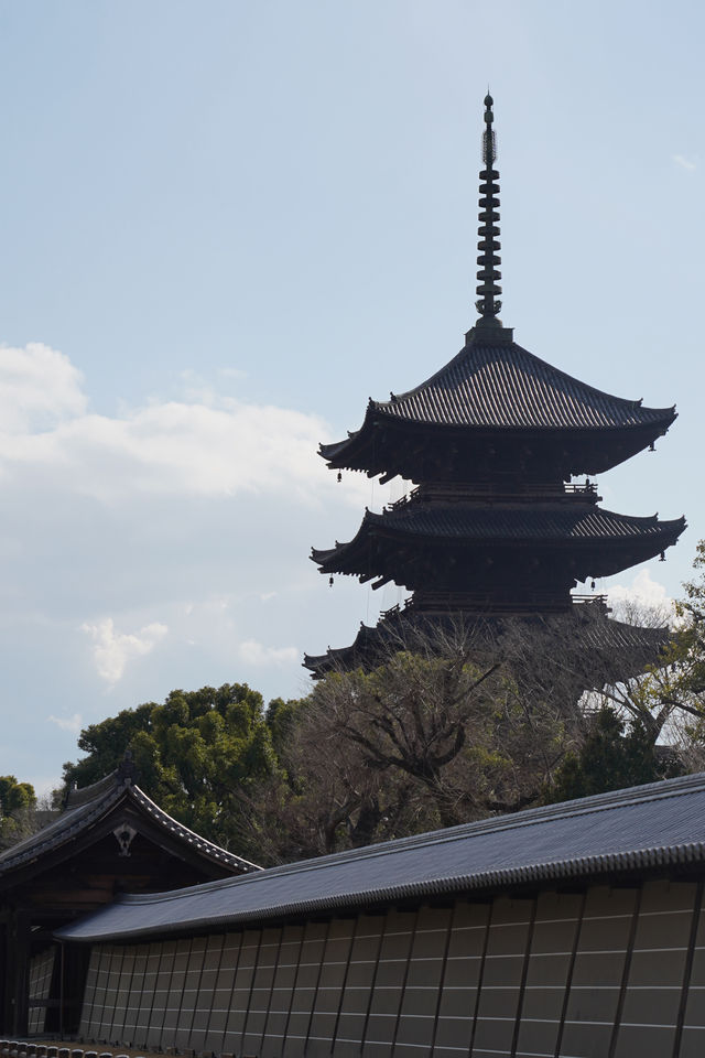 京都東寺也是賞櫻名所之一