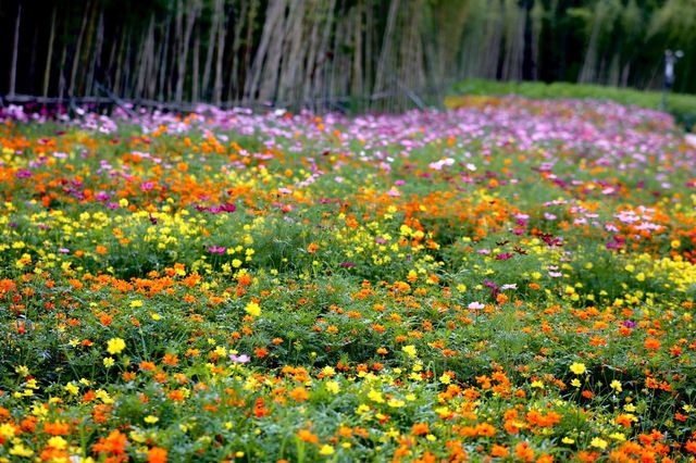 深圳甘坑都市田園/綻放的花谷 深圳甘坑都市田園/綻放的花谷