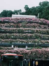 深圳「小花園」可以讓你出大片哦
