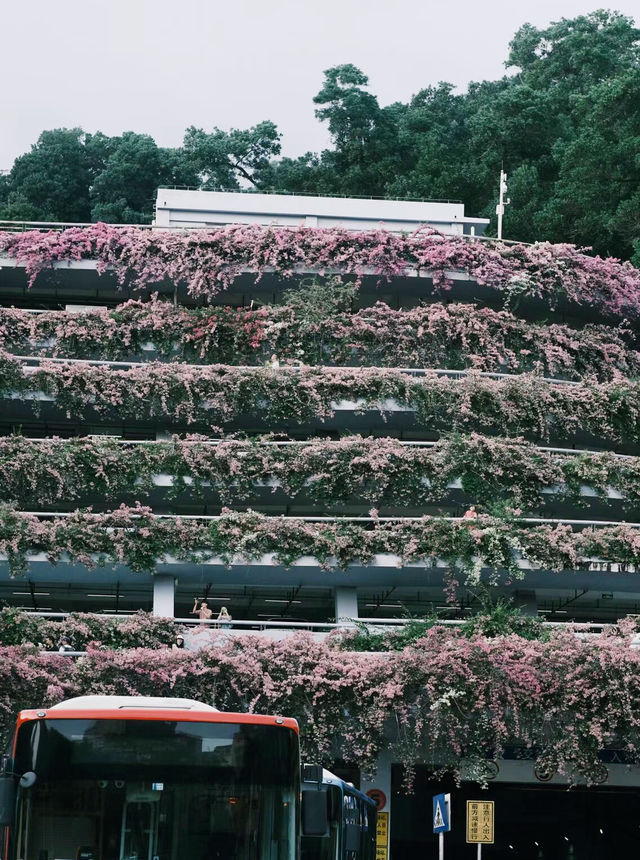 深圳「小花園」可以讓你出大片哦