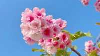 抓緊去賞花吧！櫻花路已“集結”著粉色浪漫