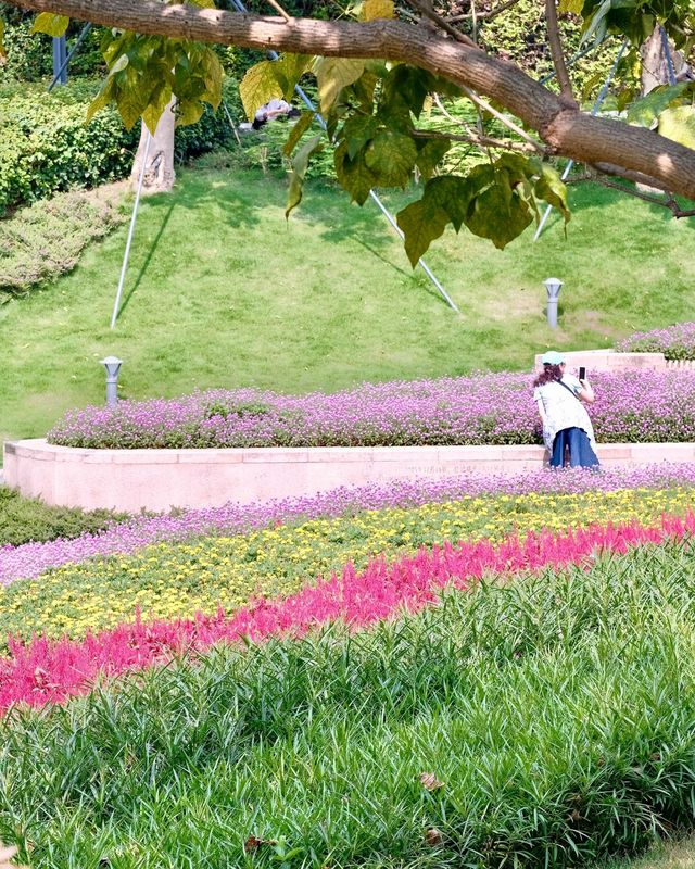深圳女娲海濱公園/赴一場“花”“海”之約