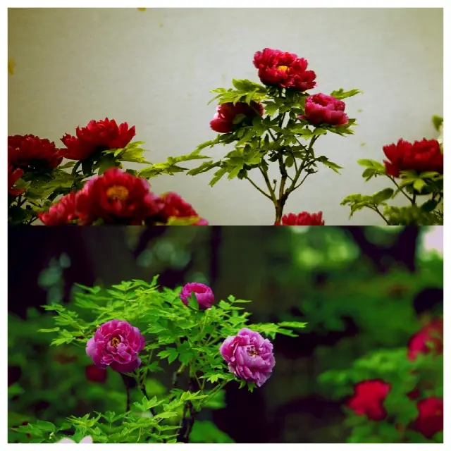 Wuhan East Lake Peony Garden, the premier peony garden in the south of the Yangtze River