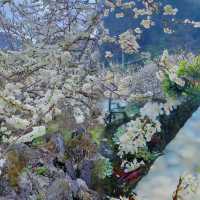 廣東這個宛如雪鄉的千畝梨花谷，花正盛開中  陽山水浪花谷