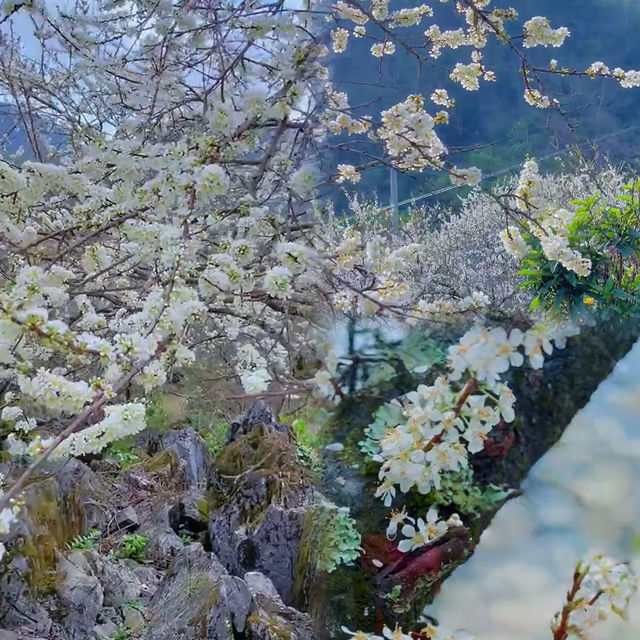 廣東這個宛如雪鄉的千畝梨花谷，花正盛開中  陽山水浪花谷