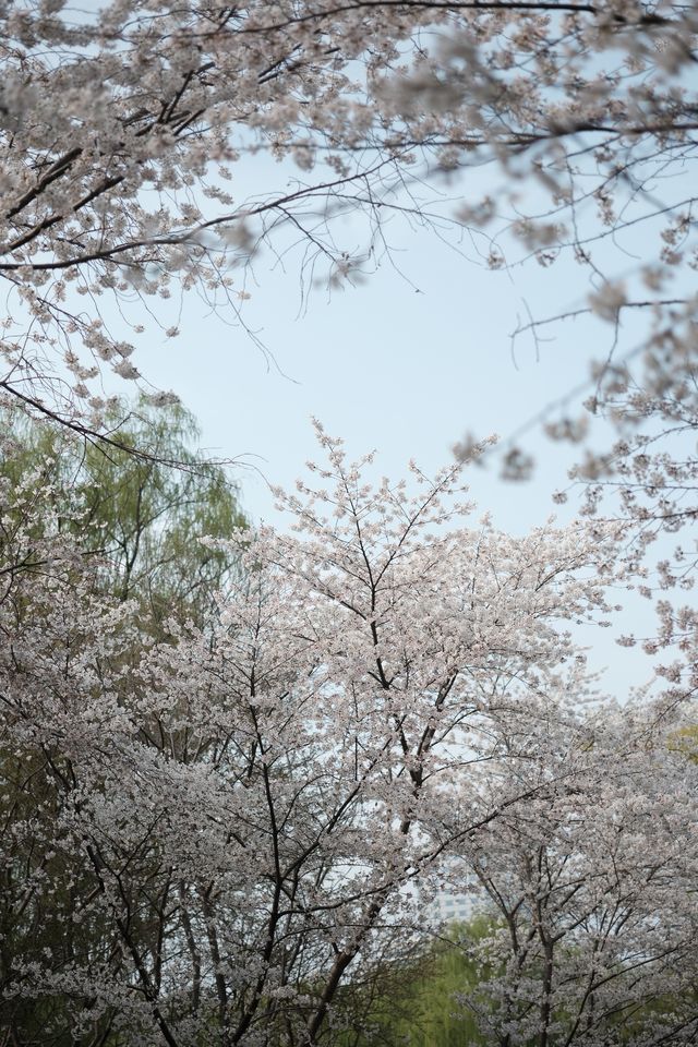 北京春日賞花頂流，玉淵潭公園賞櫻