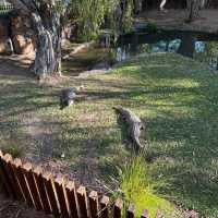 Australia Zoo have animals around world🦘🇦🇺