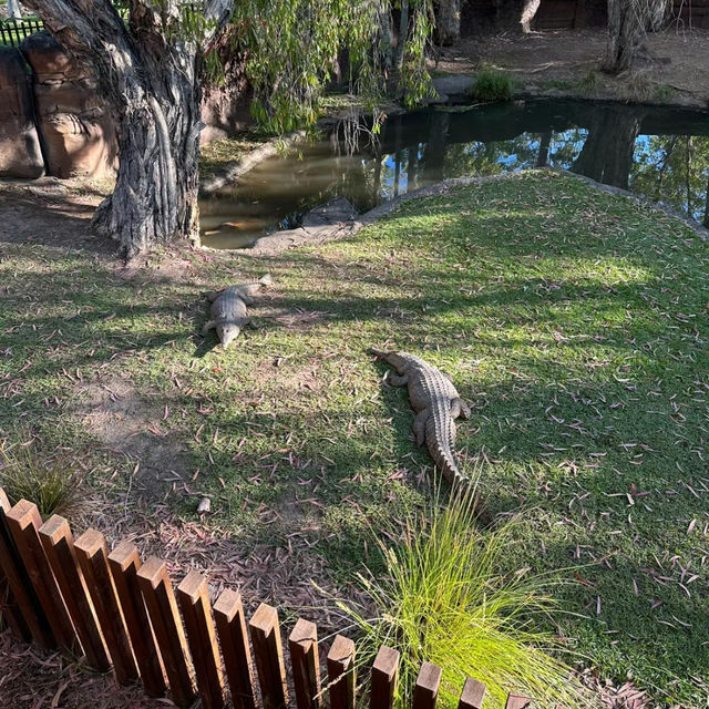 Australia Zoo have animals around world🦘🇦🇺