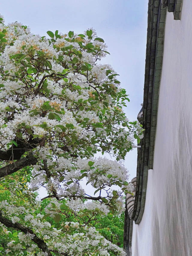 流蘇四月雪-樹覆一寸雪，香飄十里村