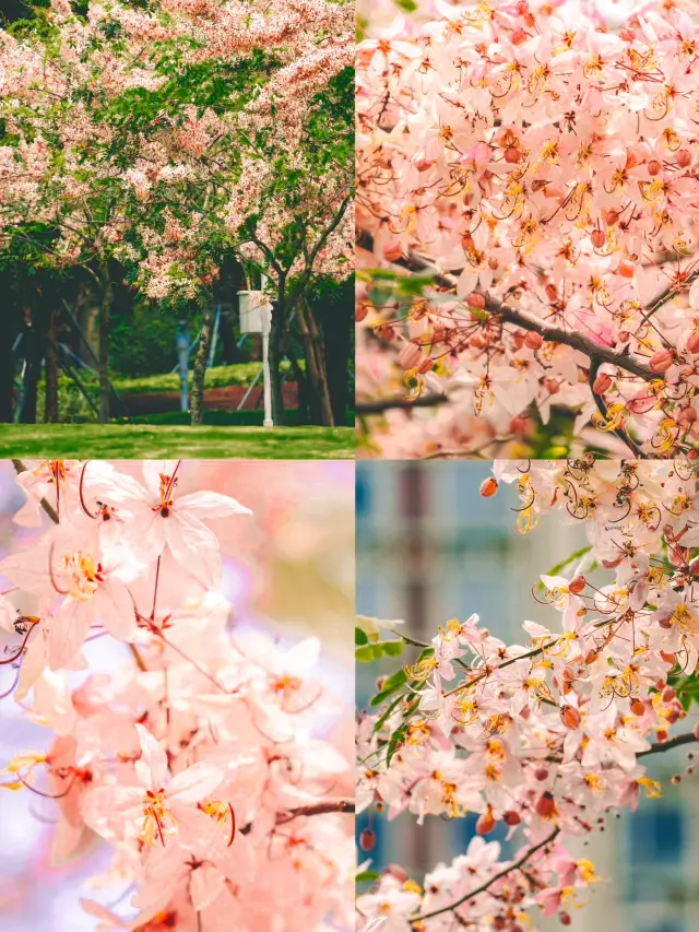 Shenzhen's lesser-known Thai sakura spot is not crowded at Yuanbo Garden
