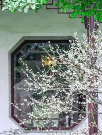 蘇州園林｜尋常一樣窗前月，才有梅花便不同