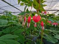 洛陽「網紅」牡丹合集來了!看哪朵戳中你的「心巴」?