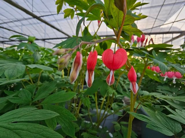 洛陽「網紅」牡丹合集來了!看哪朵戳中你的「心巴」? 洛陽「網紅」牡丹合集來了!看哪朵戳中你的「心巴」?