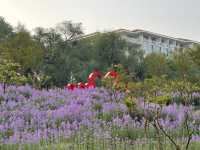 三門峽黃河邊上開滿紫花的公園