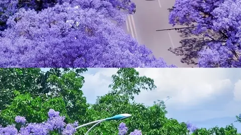 시창의 자카란다는 항상 그를 향한 아푸의 그리움을 품고 있습니다 | — traveler post in 시더