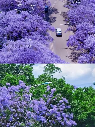 Деревья жакаранды в Сичане всегда были воплощением тоски Апу | Прикрепленное руководство