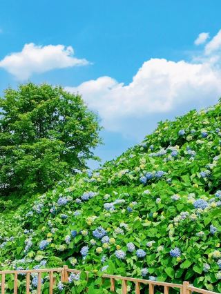 溫州泰順繡球花季 | 童話般的花海等你來探秘！