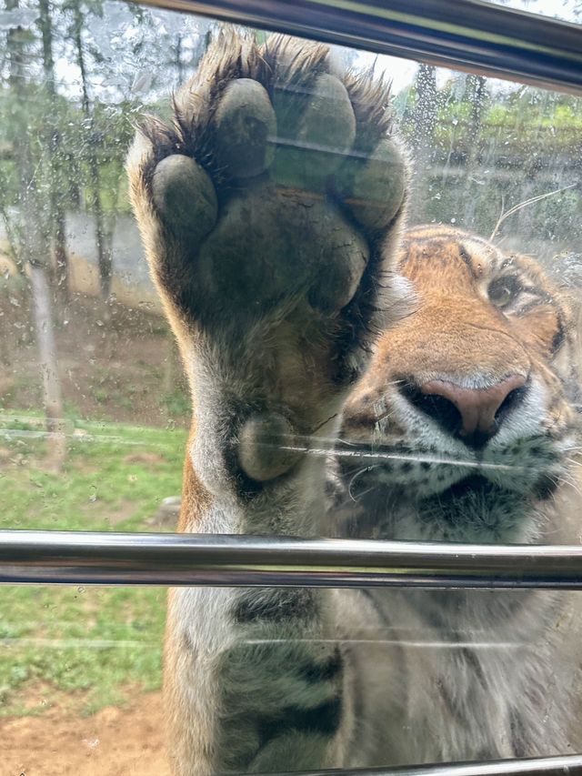想當飼養員的第n天！！貴州森林野生動物園