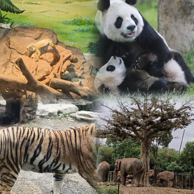 上海野生動物園超實用攻略