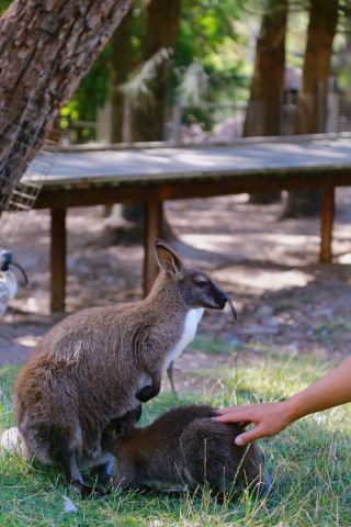South Australia Tourism | Say hi to the adorable wildlife