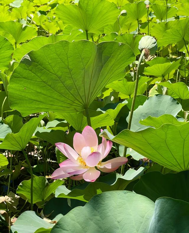 蓮花池公園～很幸運看到了的並蒂蓮