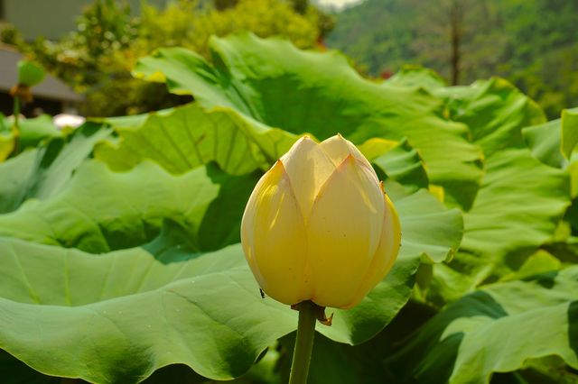 十堰回龍村